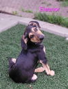 adoptable Dog in , IA named Eleanor