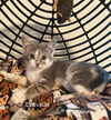 adoptable Cat in wdm, IA named Catvelle
