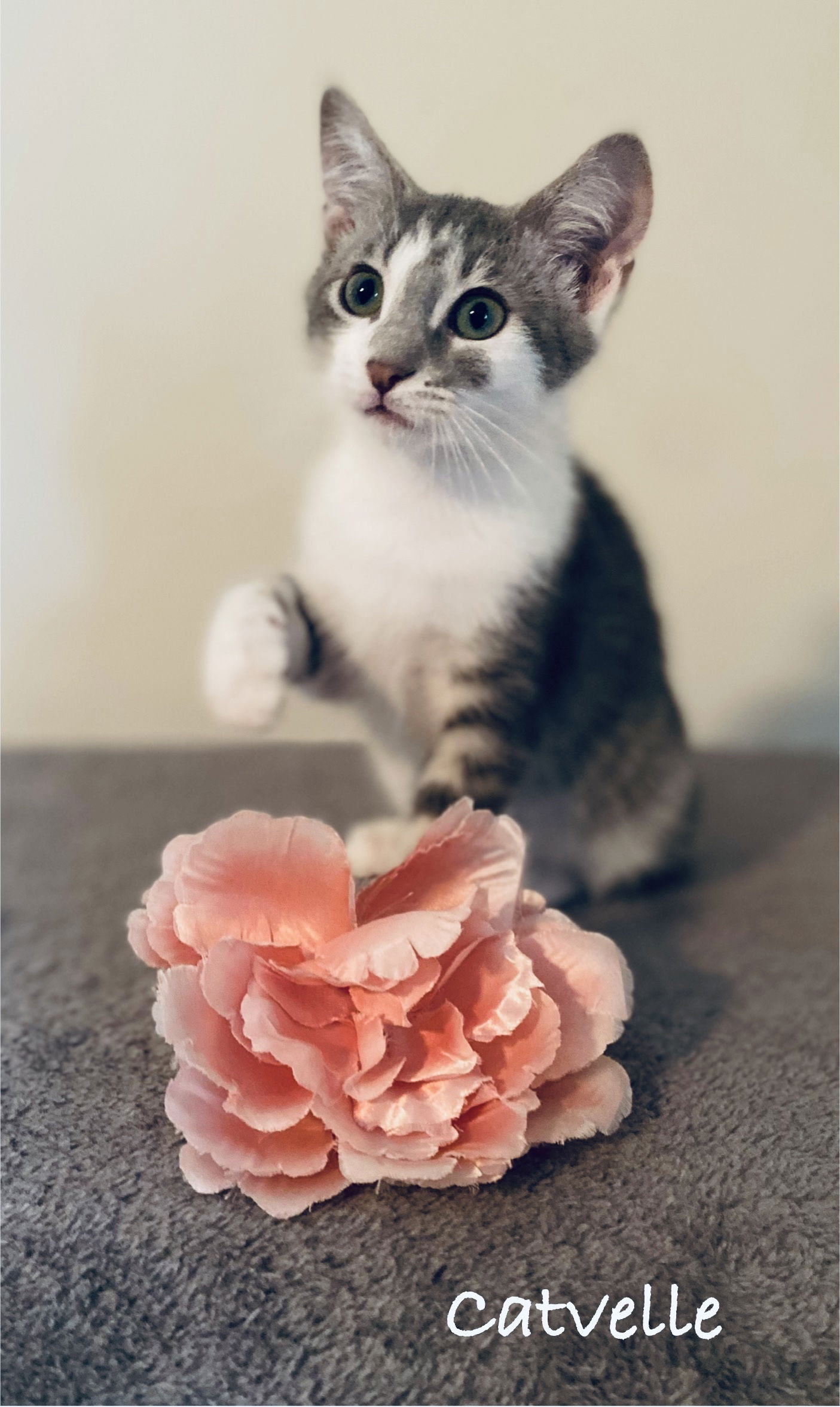 adoptable Cat in WDM, IA named Catvelle