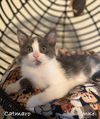 adoptable Cat in wdm, IA named Catmaro