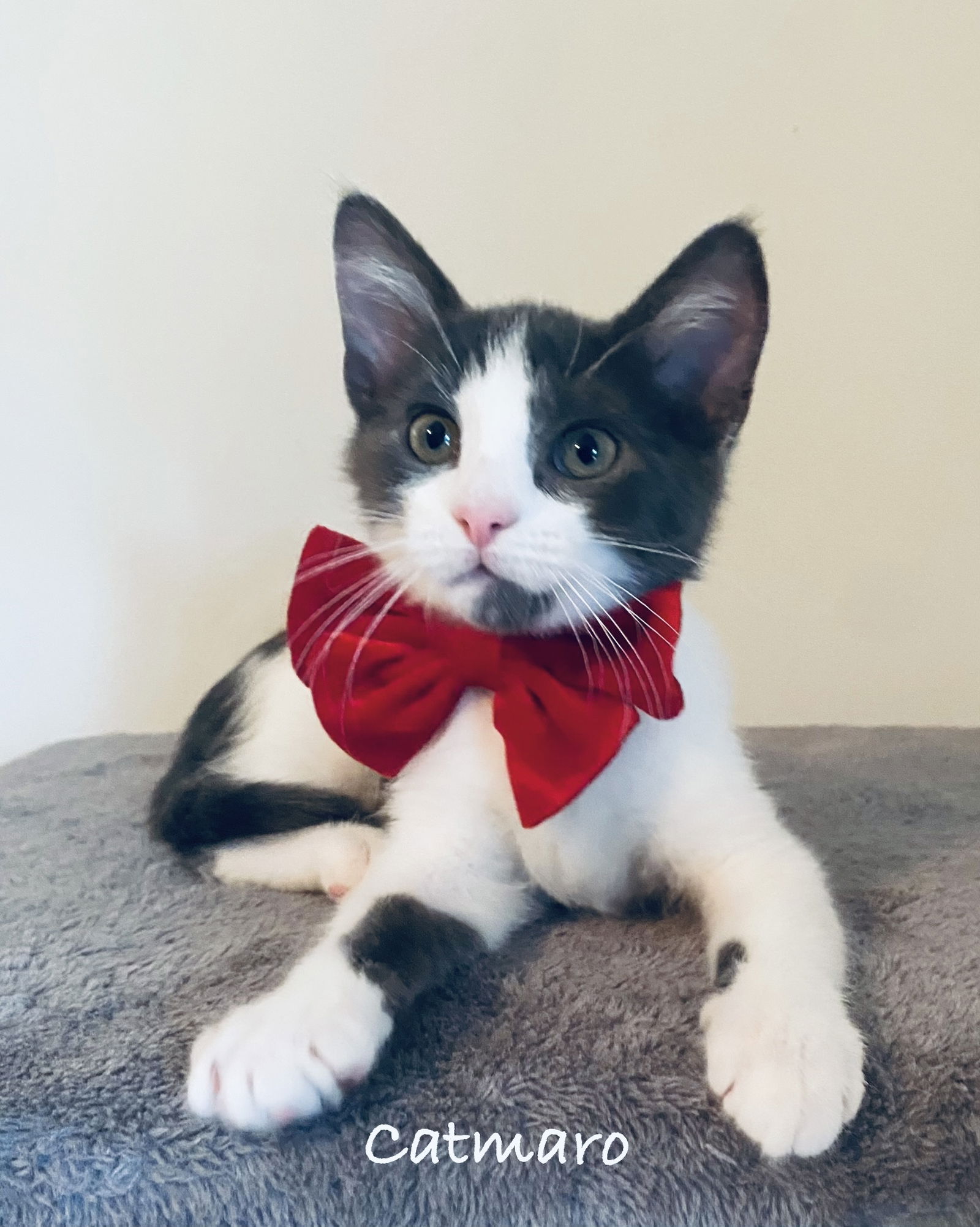 adoptable Cat in WDM, IA named Catmaro