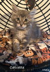 adoptable Cat in wdm, IA named Catvette