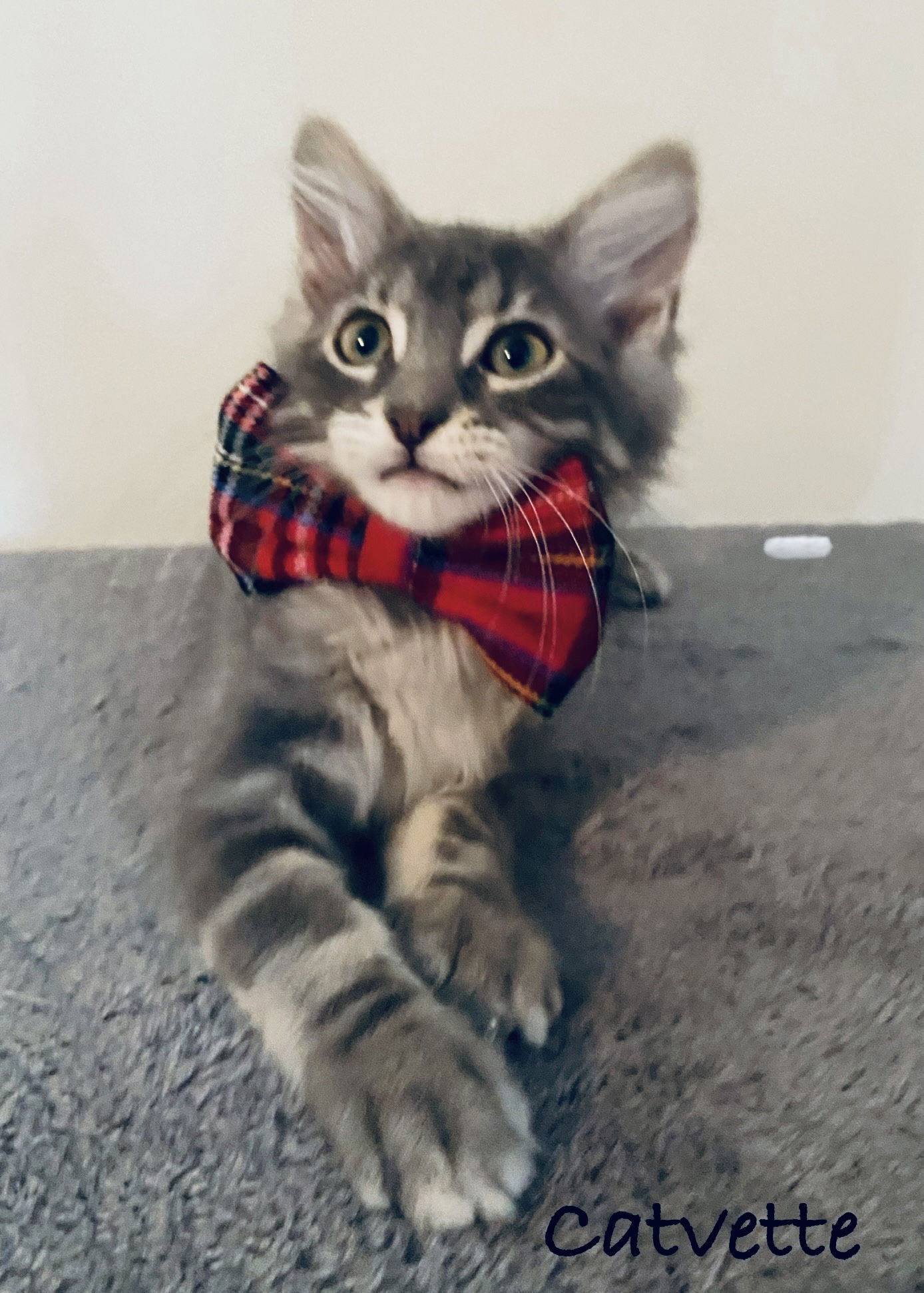 adoptable Cat in WDM, IA named Catvette