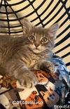 adoptable Cat in wdm, IA named Catcamino