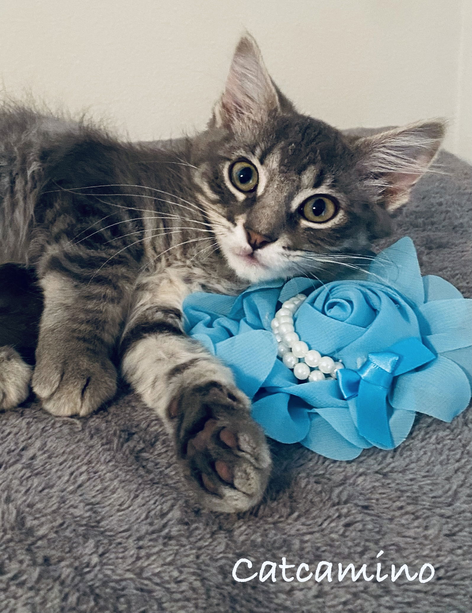 adoptable Cat in WDM, IA named Catcamino