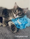 adoptable Cat in , IA named Catcamino
