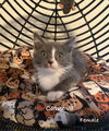 adoptable Cat in wdm, IA named Catnova