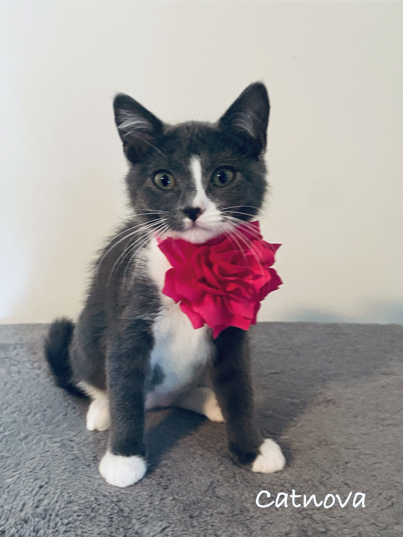 adoptable Cat in WDM, IA named Catnova