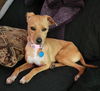 adoptable Dog in  named Mary