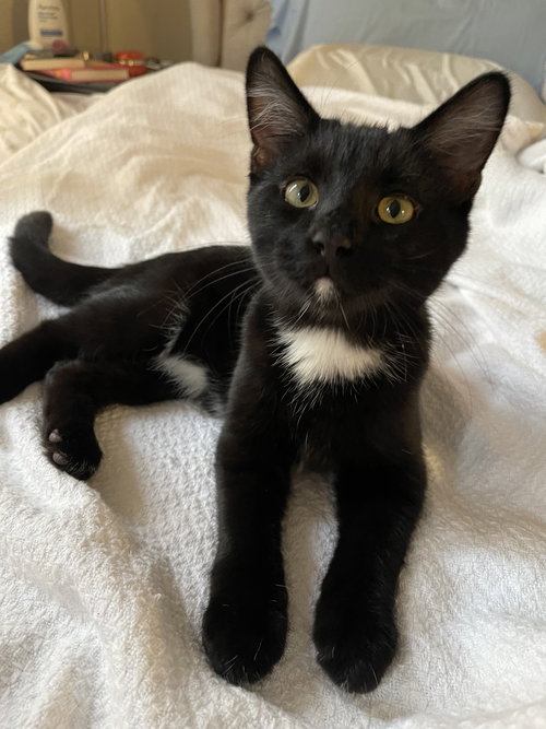 picture of the cat needing adoption