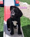 adoptable Dog in  named Dixie