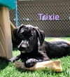 adoptable Dog in  named Trixie