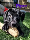 adoptable Dog in  named Piper