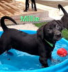 adoptable Dog in  named Millie
