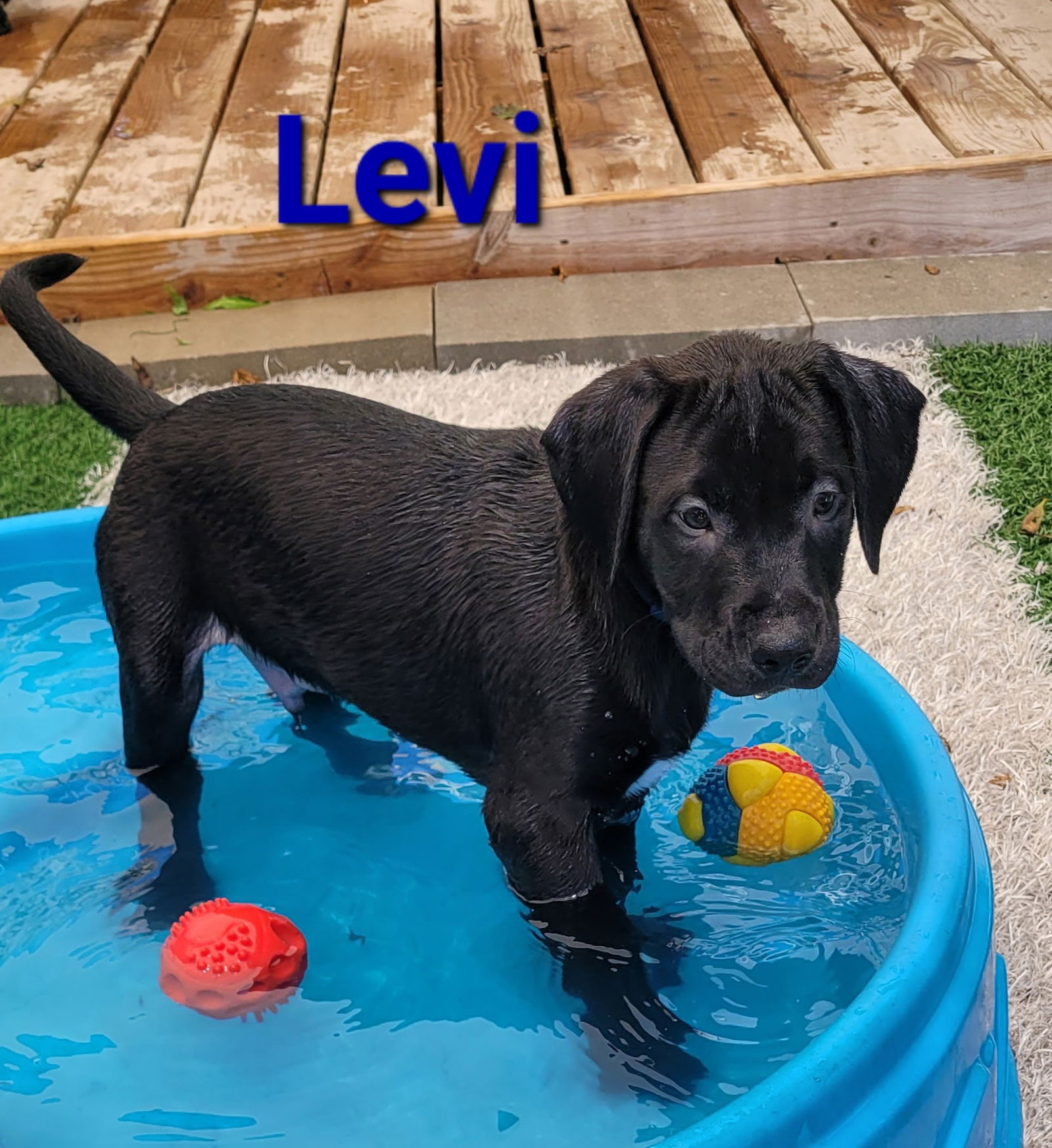 adoptable Dog in Clive, IA named Levi