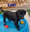 adoptable Dog in  named Levi