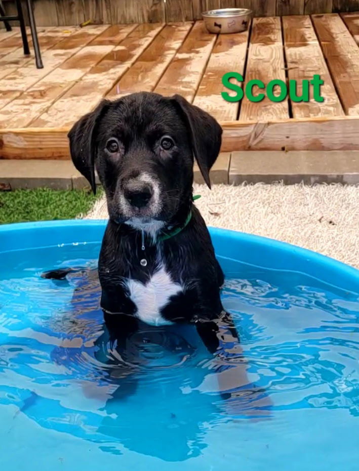 adoptable Dog in Clive, IA named Scout