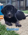 adoptable Dog in  named Gunner