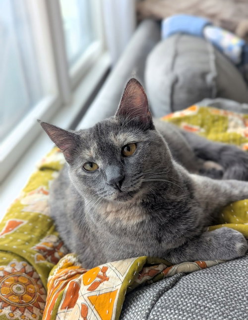 Cloudy, an adoptable Domestic Short Hair in West Des Moines, IA