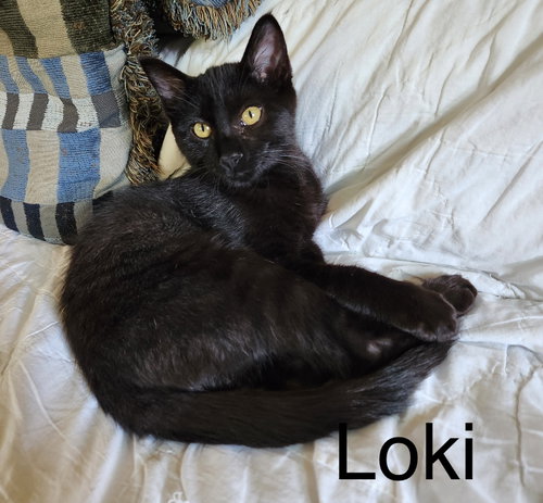 picture of the cat needing adoption