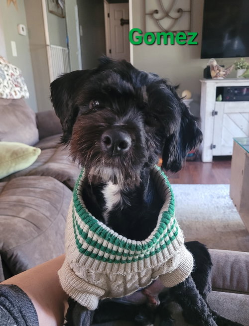 picture of the dog needing adoption