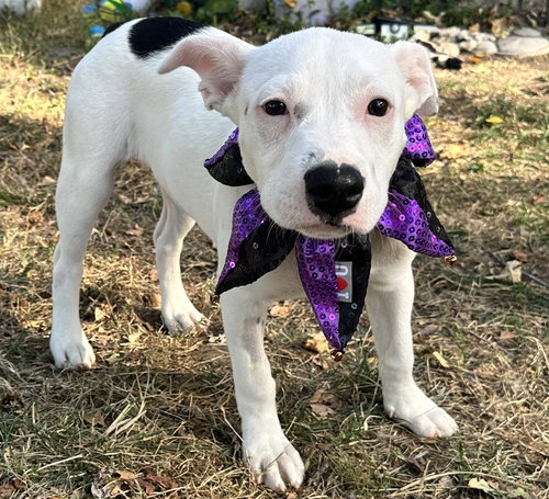 picture of the dog needing adoption