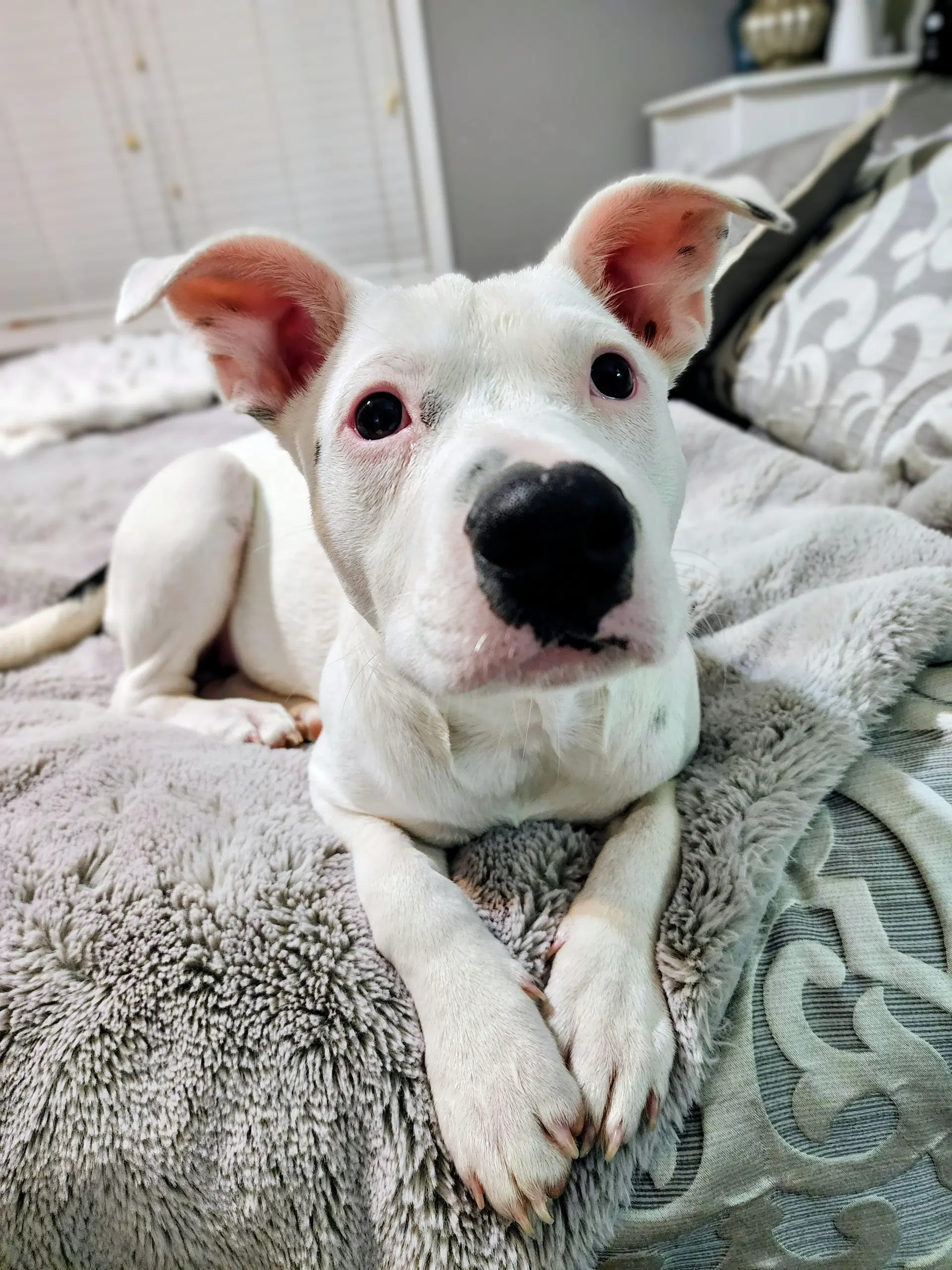 Pearl - Staffordshire Bull Terrier