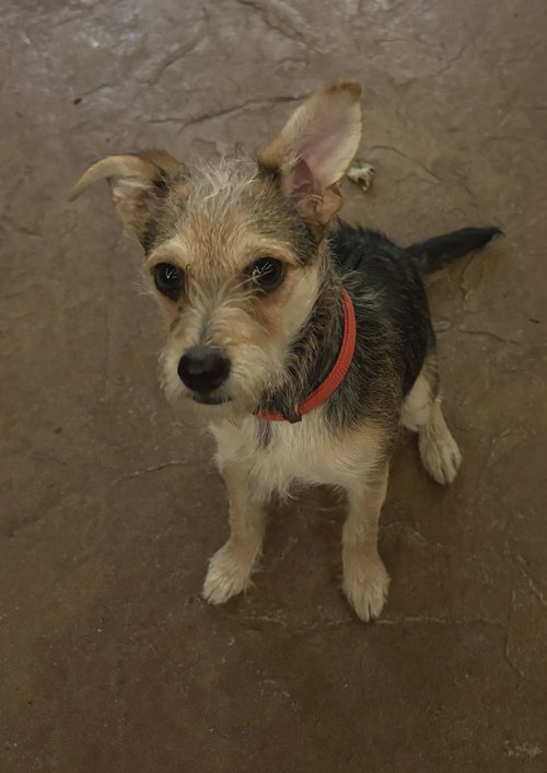 picture of the dog needing adoption