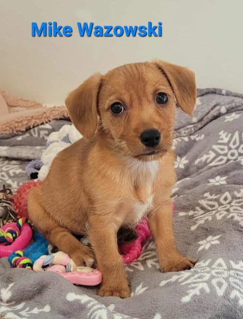picture of the dog needing adoption