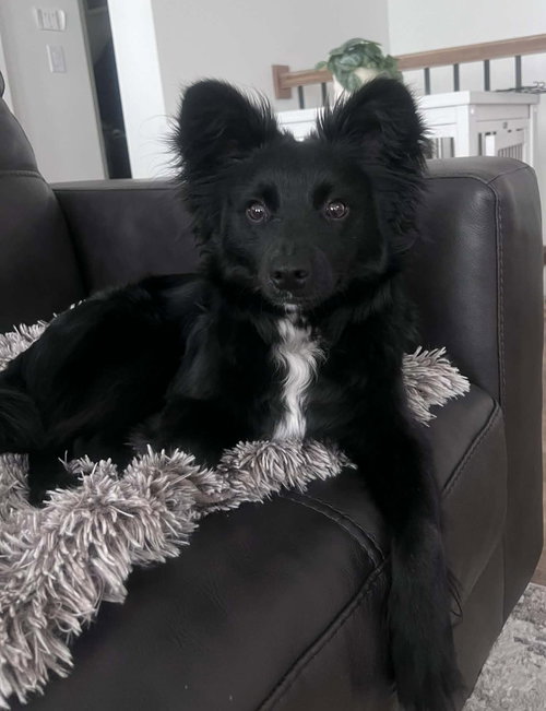 picture of the dog needing adoption