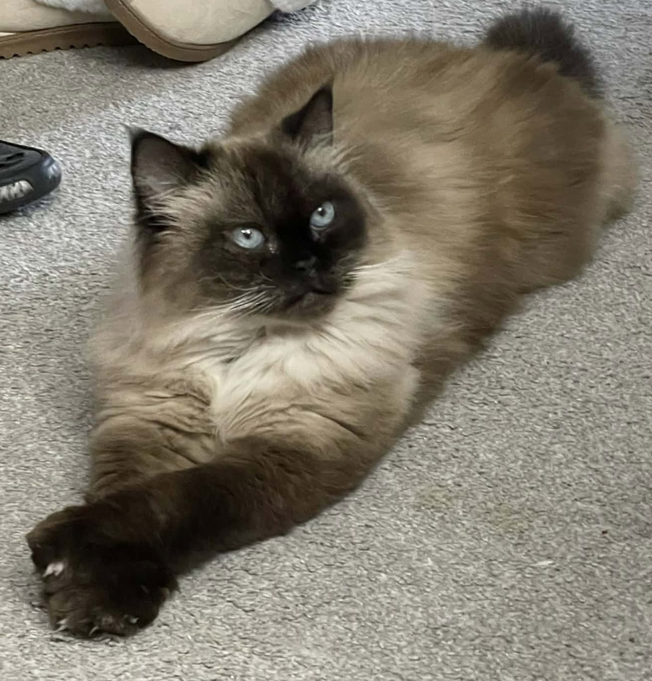 Princess Cleo
