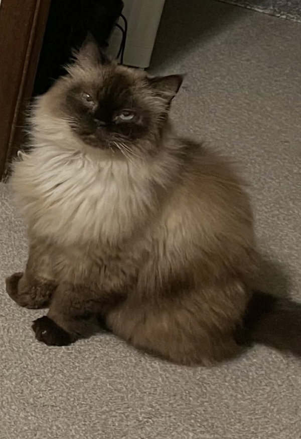Princess Cleo