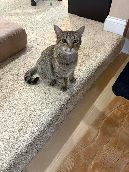 picture of the cat needing adoption
