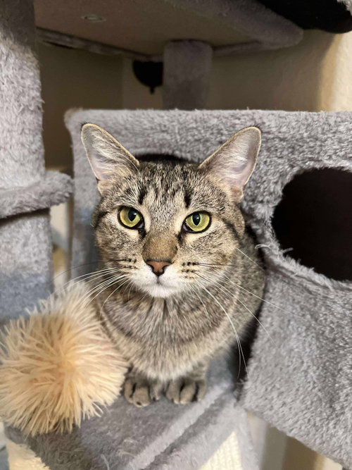 Mirage ($0.00 adoption fee), an adoptable Domestic Short Hair in West Des Moines, IA