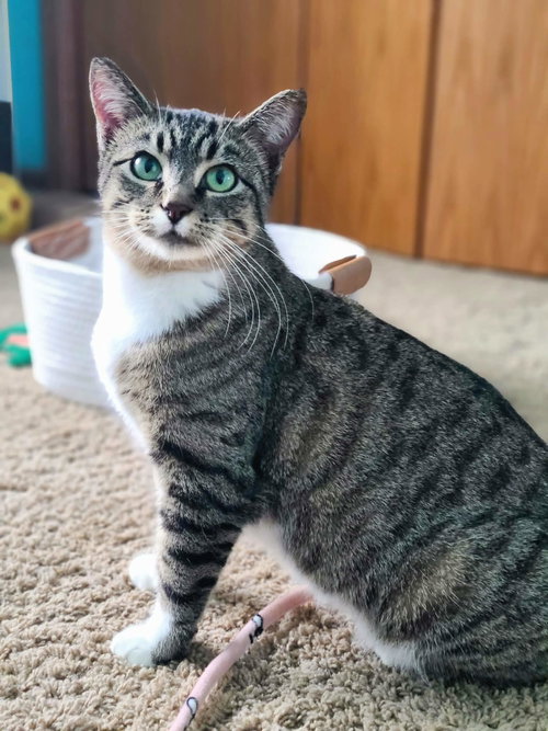 picture of the cat needing adoption