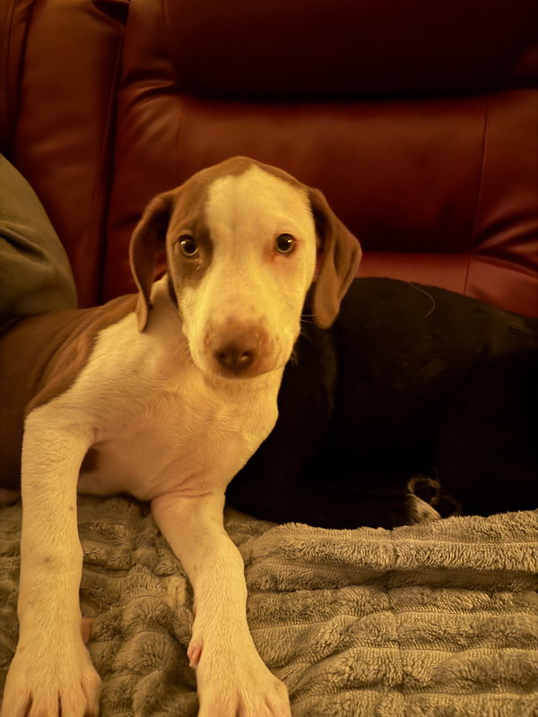 Piper