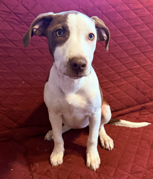 picture of the dog needing adoption