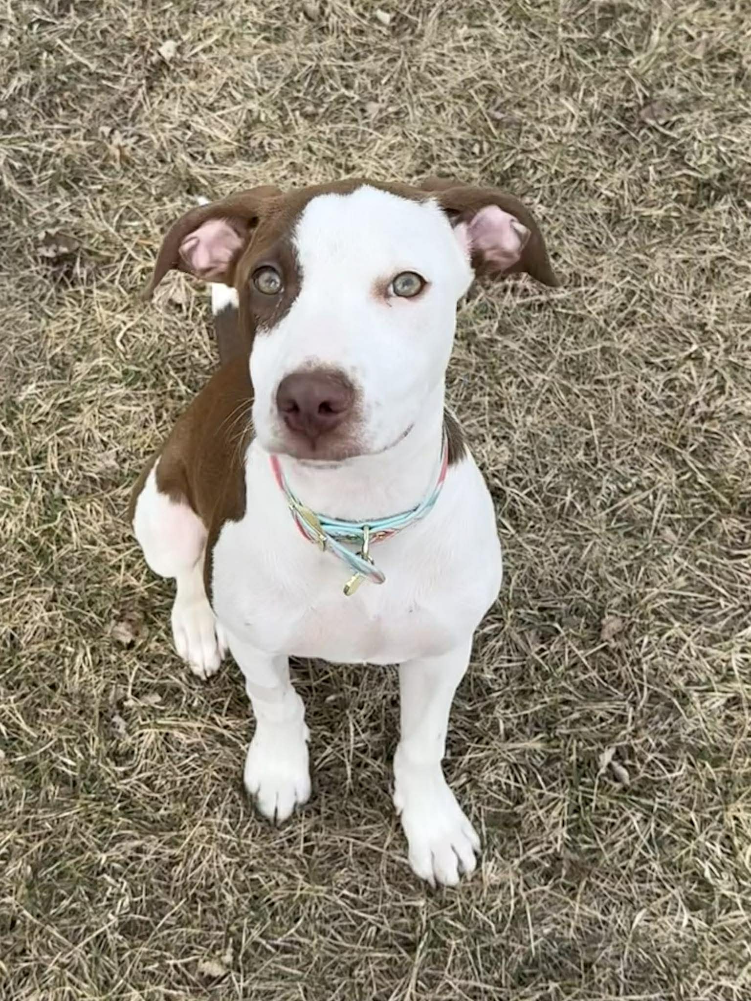 Piper
