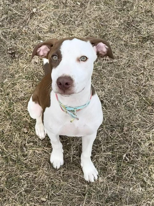 picture of the dog needing adoption