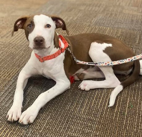 Peaches, an adoptable Labrador Retriever in West Des Moines, IA