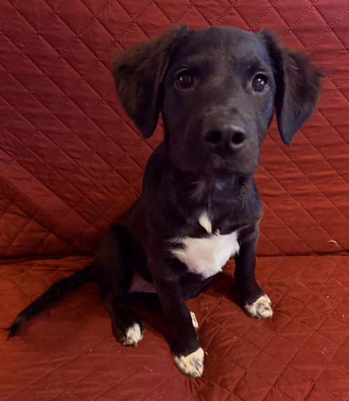 picture of the dog needing adoption