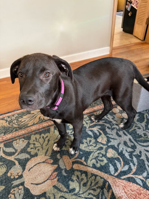 picture of the dog needing adoption
