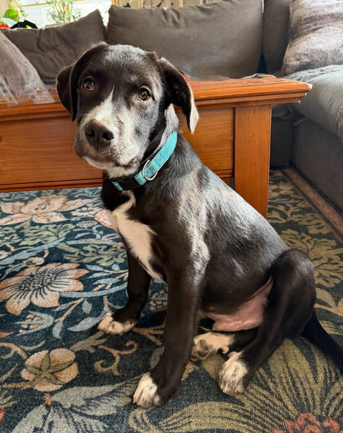 picture of the dog needing adoption