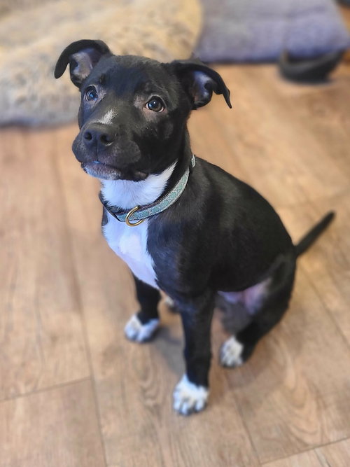 picture of the dog needing adoption