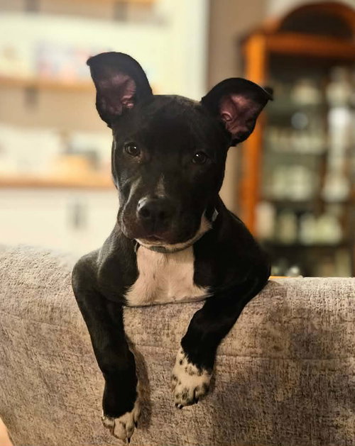 picture of the dog needing adoption