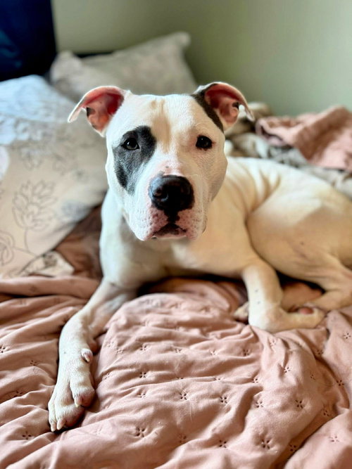 Dancer, an adoptable Pit Bull Terrier in West Des Moines, IA