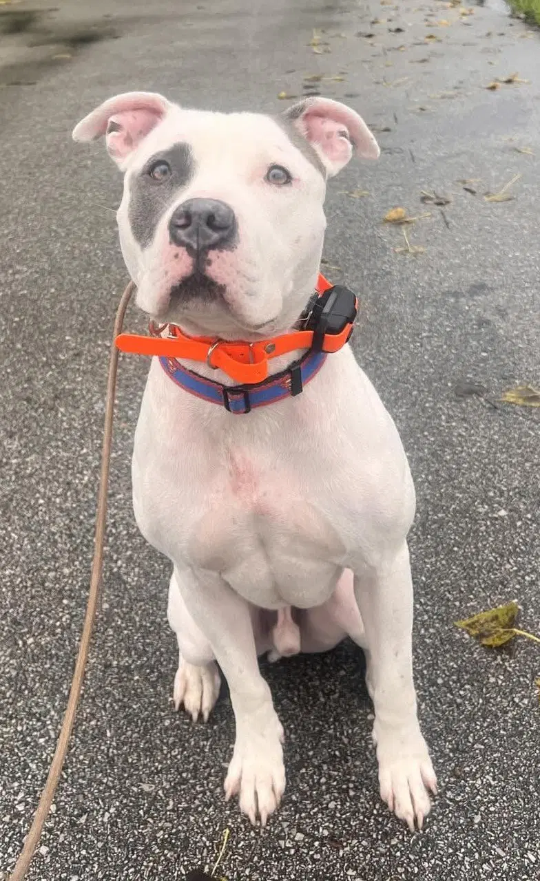 Dancer - Pit Bull Terrier
