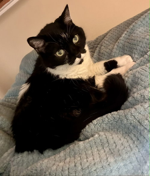 Layla ($0.00 adoption fee), an adoptable Domestic Medium Hair in West Des Moines, IA