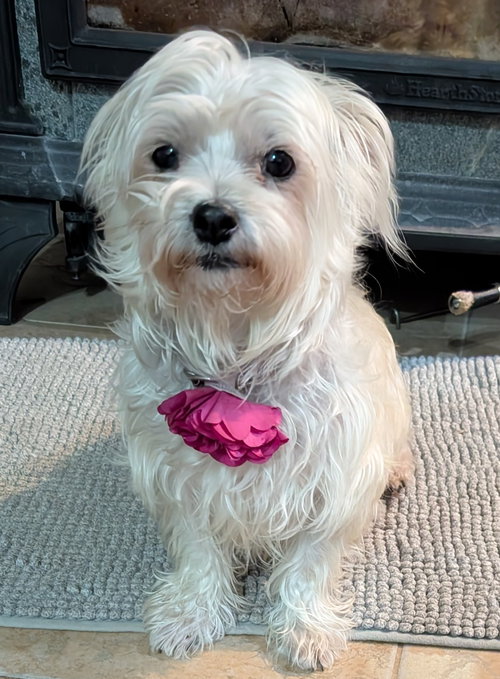 Pepper, an adoptable Maltese in West Des Moines, IA