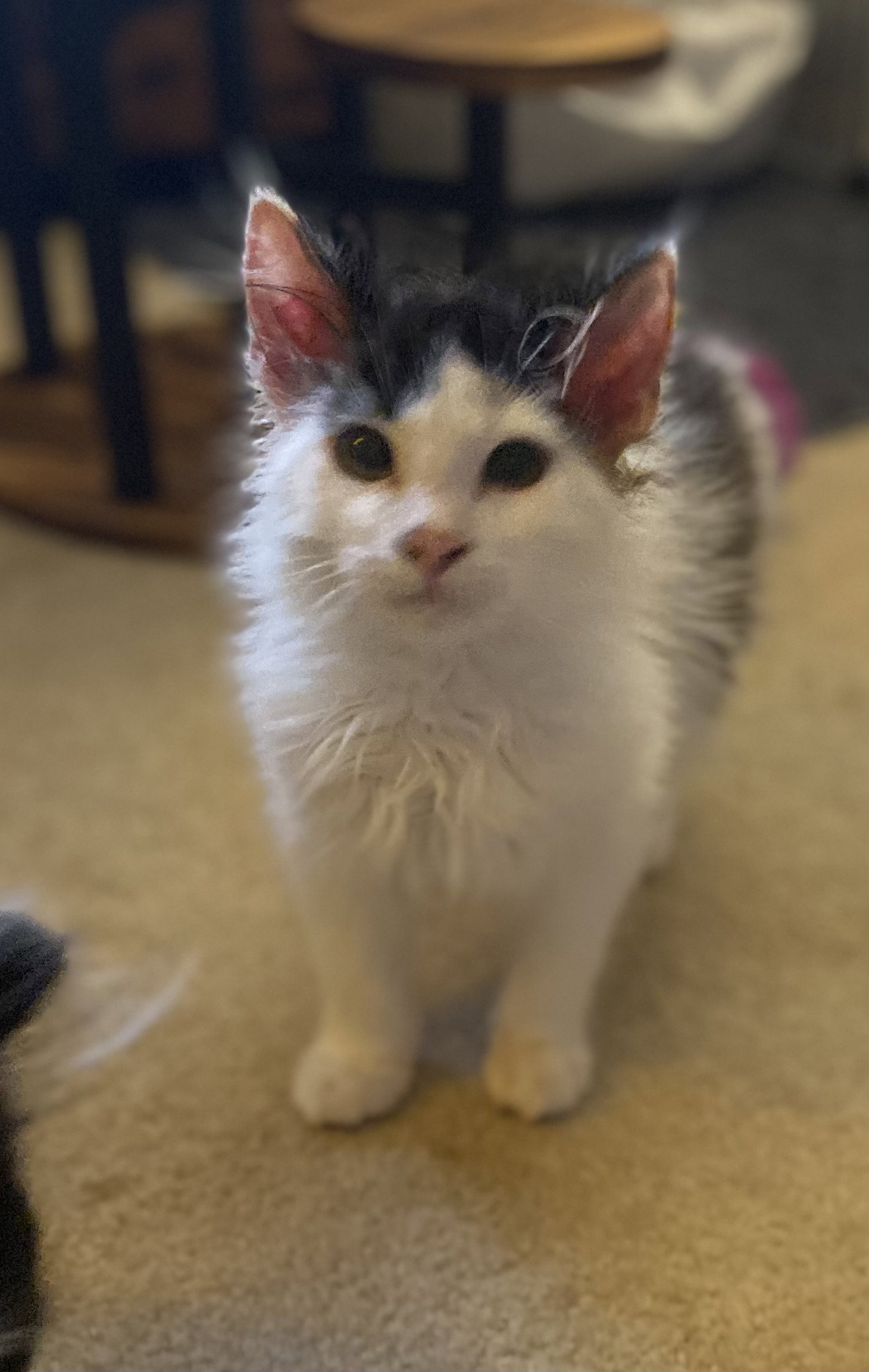 Fernando